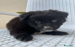 Meticcio cani in regalo: Cuccioli cercano casa - Immagine 1