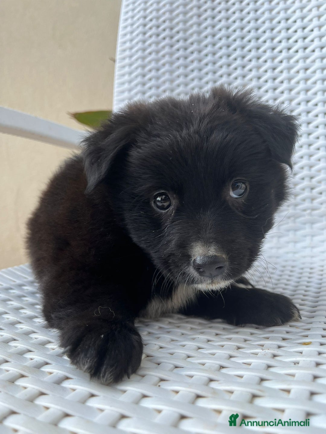 Meticcio cani in regalo: Cuccioli cercano casa - Immagine 1