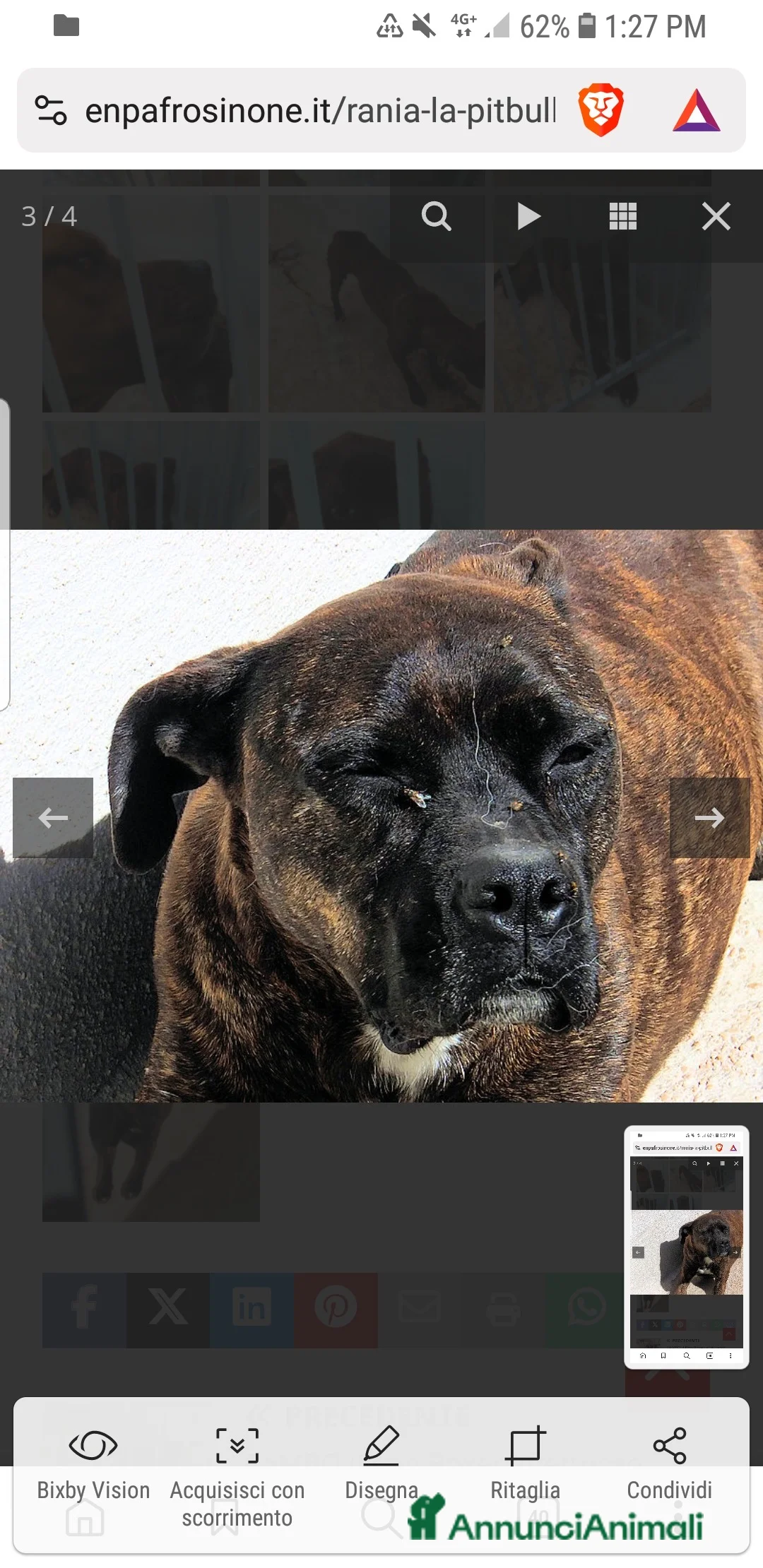 Pitbull cani in regalo: ADOZ.DEL CUORE: soffre la reclusione: sfruttata!!! - Annuncio 3