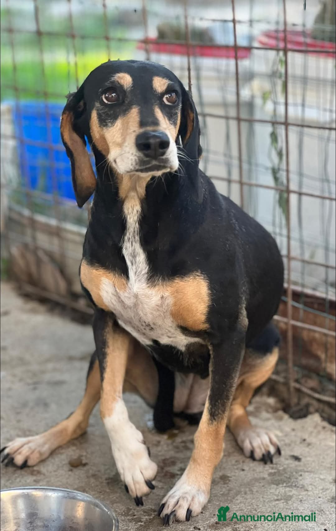 Segugio cani in regalo: Giulia una dolcezza - Annuncio 4