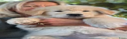 Golden Retriever cani in vendita: CUCCIOLA GOLDEN AMERICANO - Annuncio 2