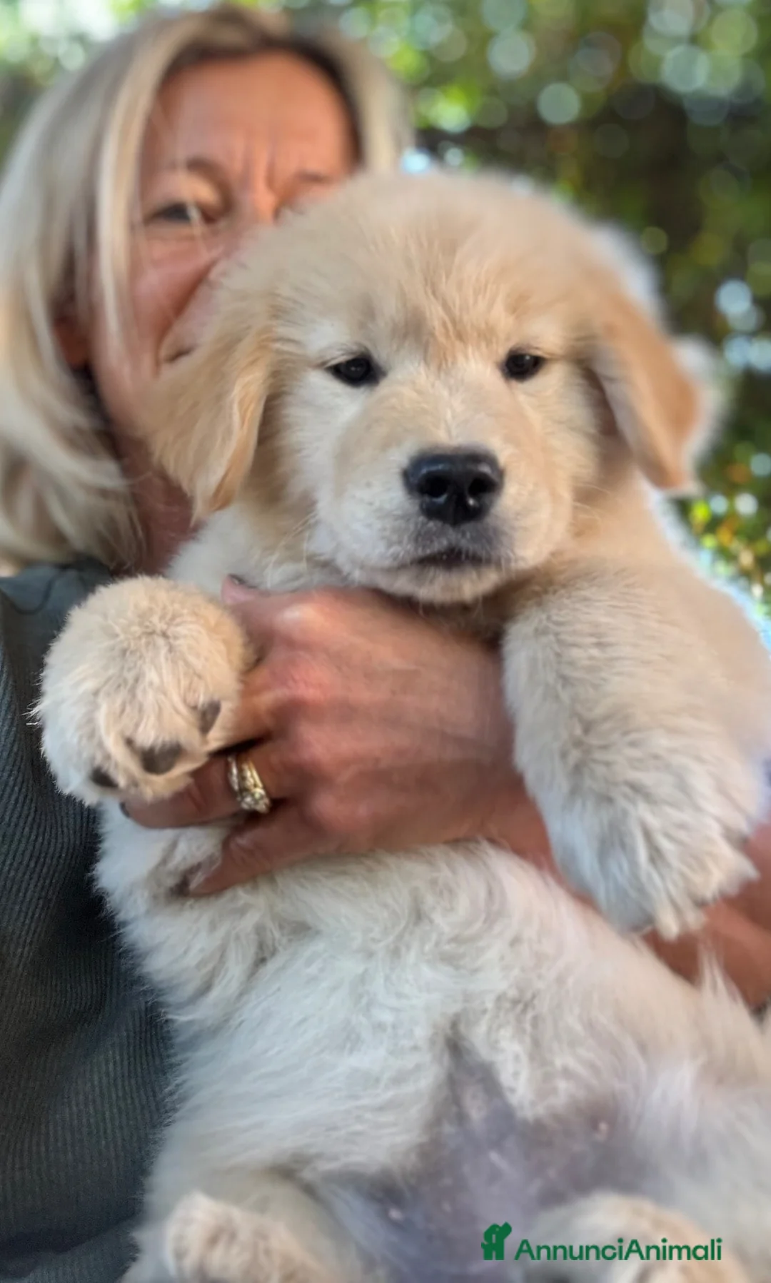Golden Retriever cani in vendita: CUCCIOLA GOLDEN AMERICANO - Annuncio 2