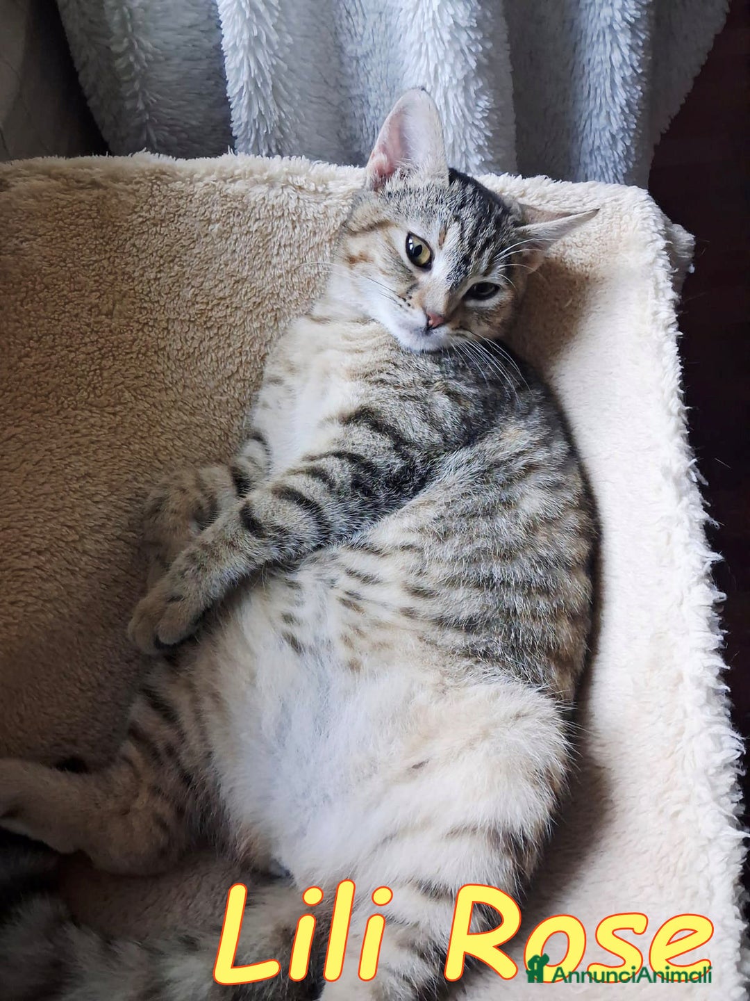 Europeo gatti in regalo: 𝗟𝗶𝗹𝗶 𝗥𝗼𝘀𝗲 💞𝗔𝗗𝗢𝗧𝗧𝗔 𝗟' 𝗔𝗠𝗢𝗥𝗘! - Annuncio 1