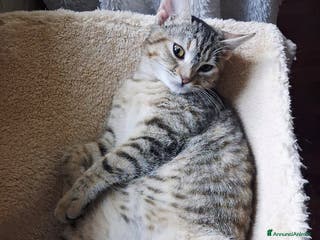 Europeo gatti 𝗟𝗶𝗹𝗶 𝗥𝗼𝘀𝗲 💞𝗔𝗗𝗢𝗧𝗧𝗔 𝗟' 𝗔𝗠𝗢𝗥𝗘! - Annuncio 31