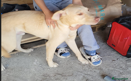 Labrador cani in regalo: Splendido Labrador - THOR a Città metropolitana di Milano - Immagine 2