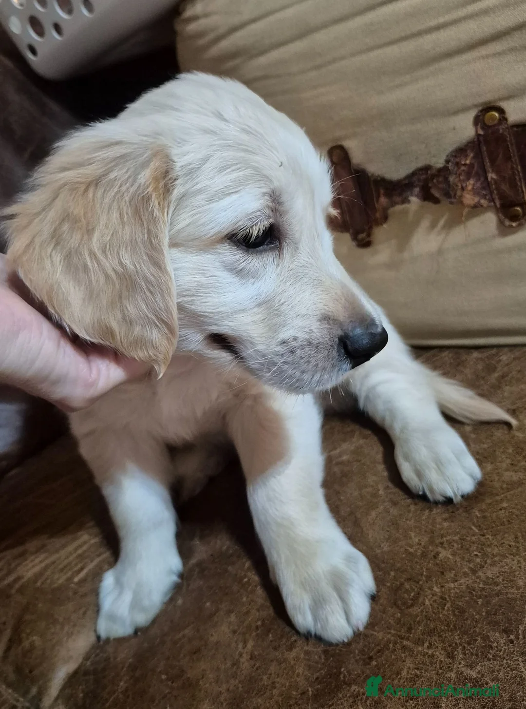 Golden Retriever cani in vendita: Cucciolo golden retriever con pedigree  - Annuncio 6