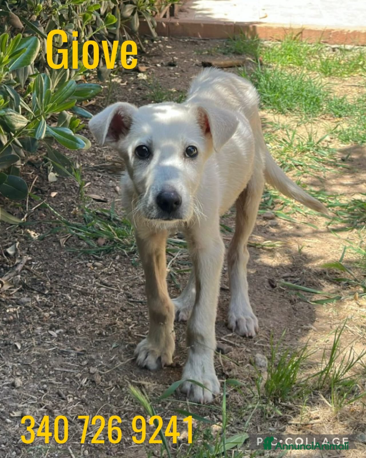 Meticcio cani GIOVE 💙 pezzo unico. Cuore compreso. - Annuncio 6