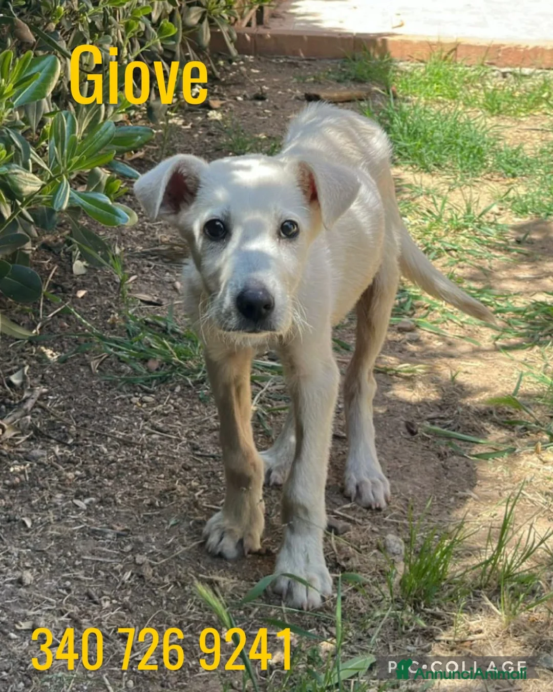 Meticcio cani in regalo: GIOVE 💙 pezzo unico. Cuore compreso. - Annuncio 1