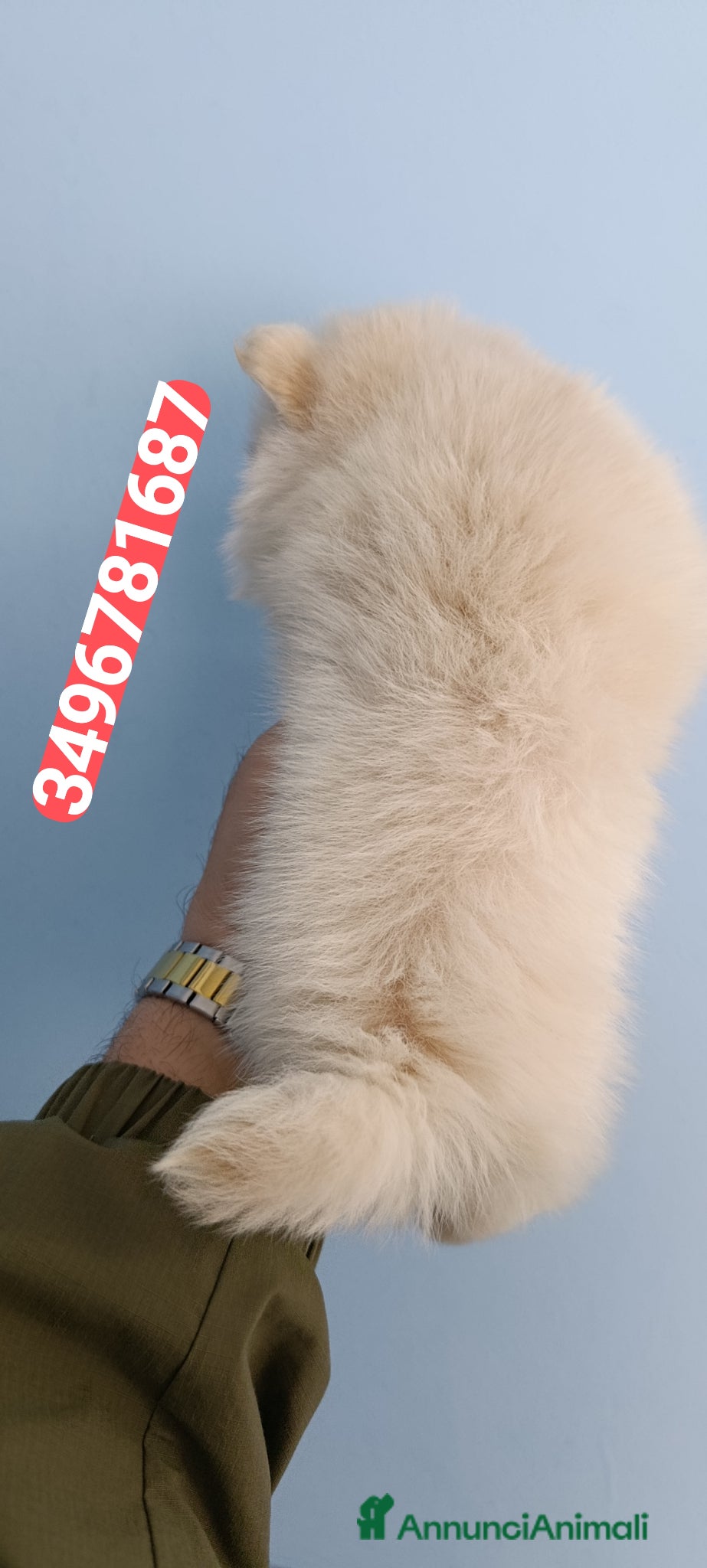 Spitz cani in vendita: SPITZ TEDESCO PICCOLO ultima batuffolina  - Annuncio 3