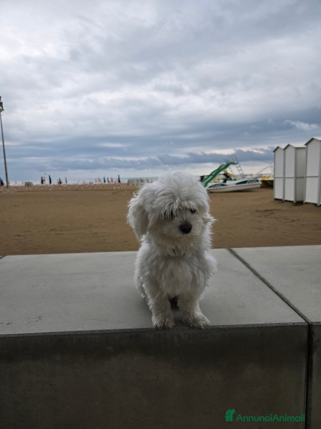 Maltese cani per accoppiamento: Accoppiamento  - Annuncio 3