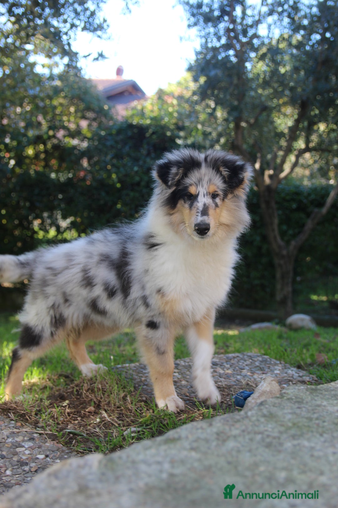 Collie cani in vendita: Cucciolo di pastore scozzese a pelo lungo  - Annuncio 5