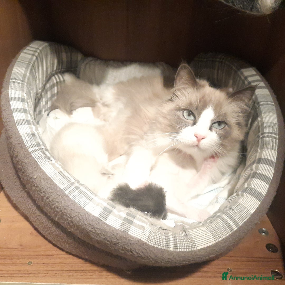 Siberiano gatti in vendita: gattini molto dociliballevati in famiglia a Provincia di Forlì-Cesena - Immagine 26