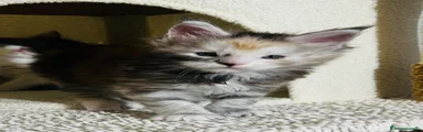 Maine Coon 4