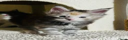 Maine Coon gatti in vendita: Maine coon con pedigree  - Annuncio 14