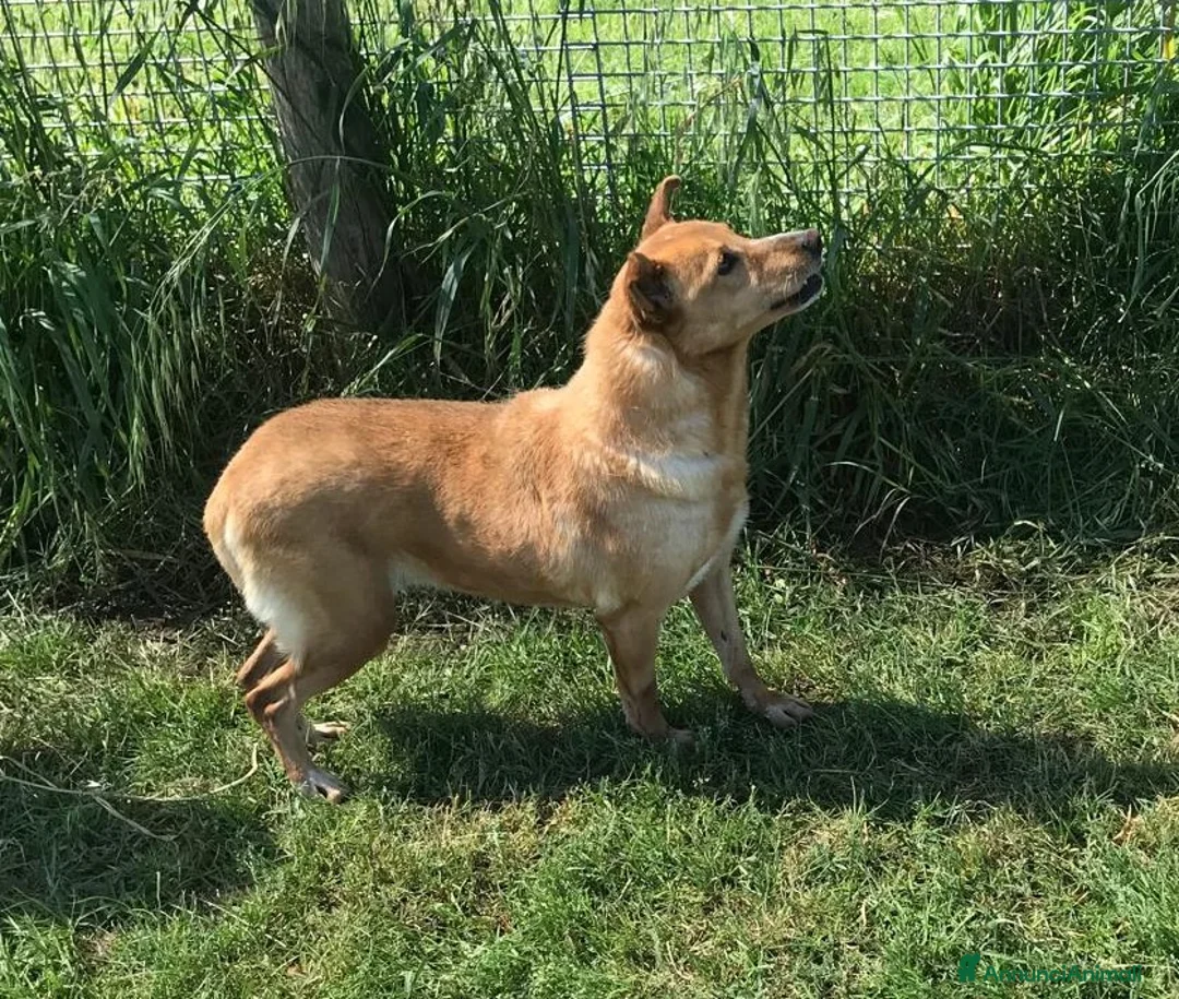 Meticcio cani in regalo: SCARY volpina bionda merita una famiglia a Provincia di Latina - Annuncio 5