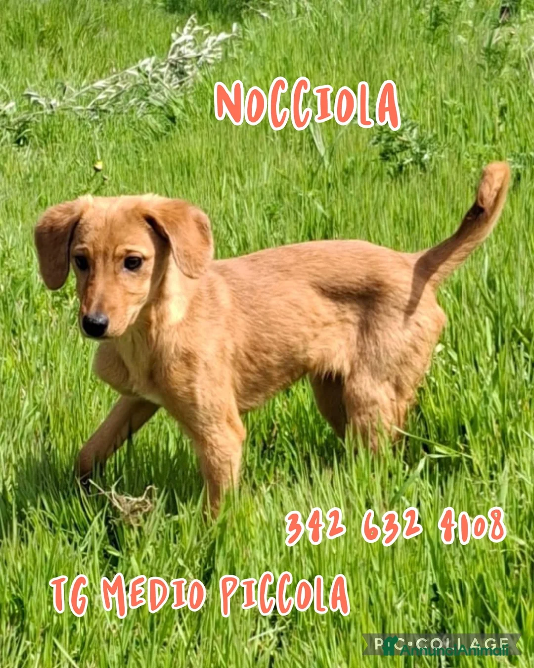 Meticcio cani in regalo: NOCCIOLA 🩷 - perché nessuno chiama per me?? 😞😢 a Provincia di Como - Annuncio 1