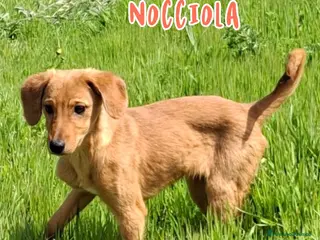 Meticcio cani NOCCIOLA 🩷 - perché nessuno chiama per me?? 😞😢 - Annuncio 13