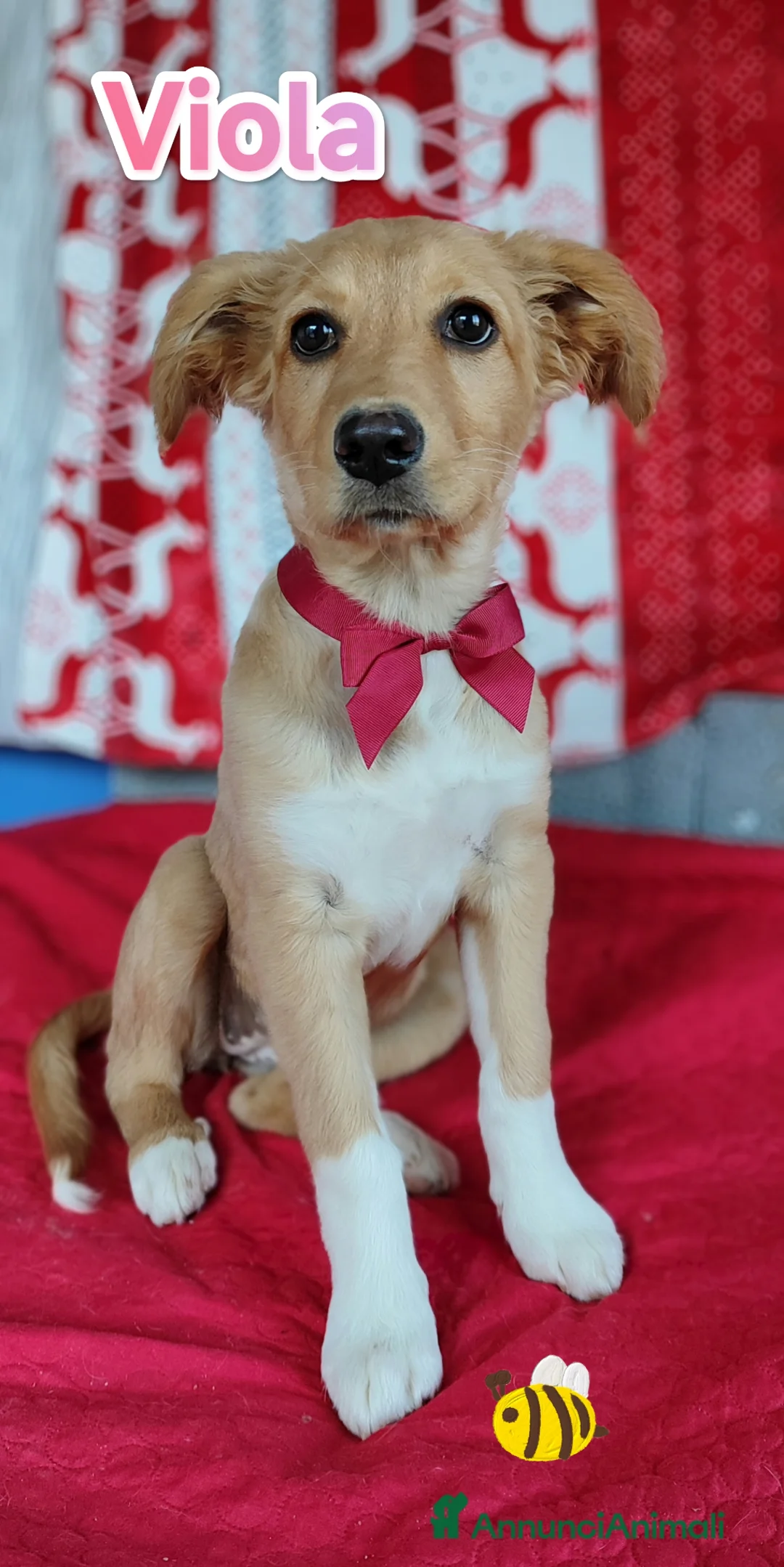 Meticcio cani in regalo: Cucciola mix Golden Retriever in adozione a Provincia di Cremona - Annuncio 4