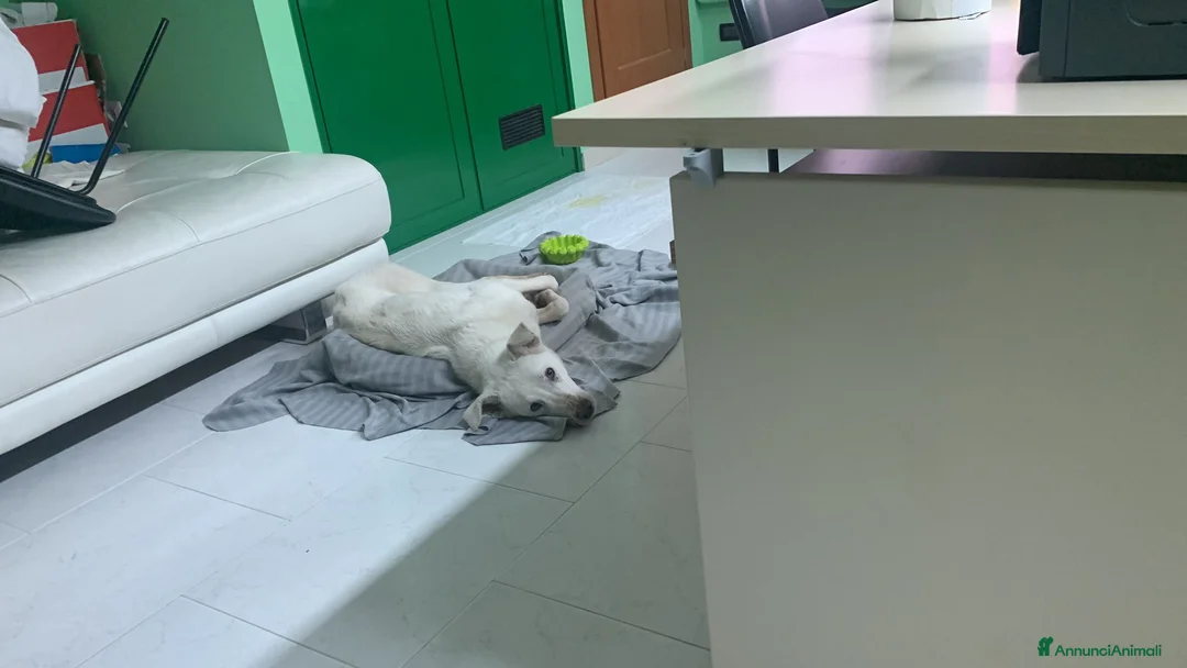 Meticcio cani in regalo: Chiara metticio socievole  - Annuncio 2