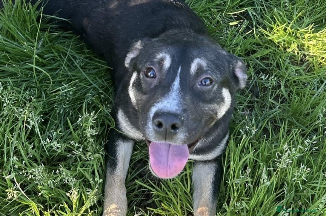 Meticcio cani REBECCA, cucciolandia - Annuncio 1