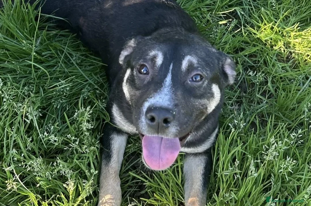 Meticcio cani in regalo: REBECCA, cucciolandia - Annuncio 1