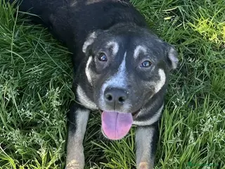 Meticcio cani REBECCA, cucciolandia - Annuncio 5