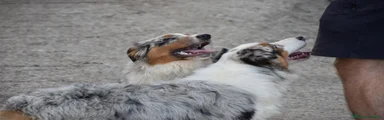 LUNA – femmina blue merle