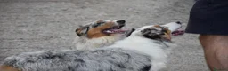 Australian Shepherd cani in vendita: Australian Shepherd pedigree ENCI - Annuncio 15