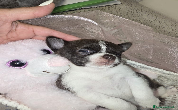 Chihuahua cani a Provincia di Livorno - Annuncio 4