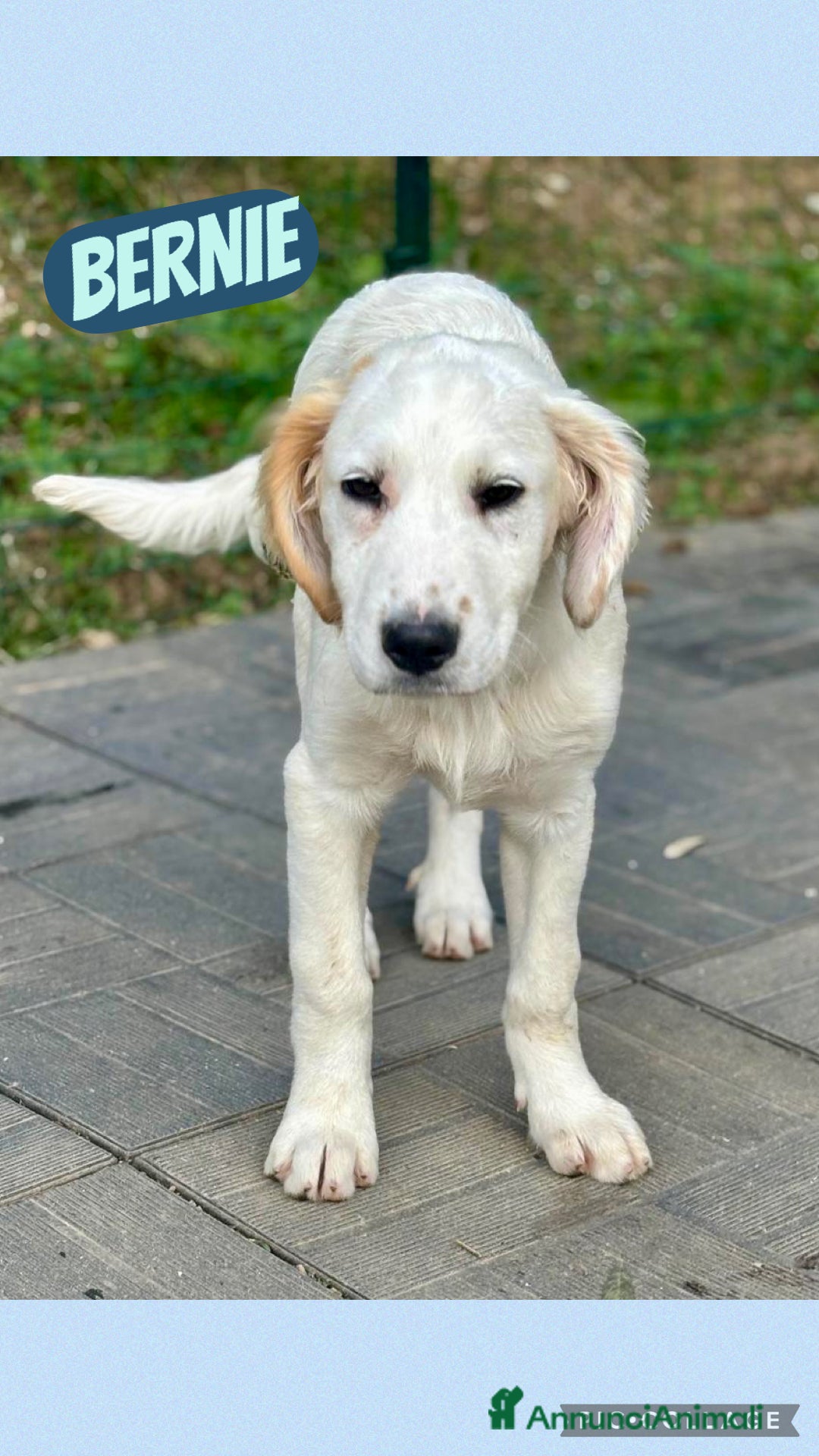 Meticcio cani Bernie - Annuncio 19