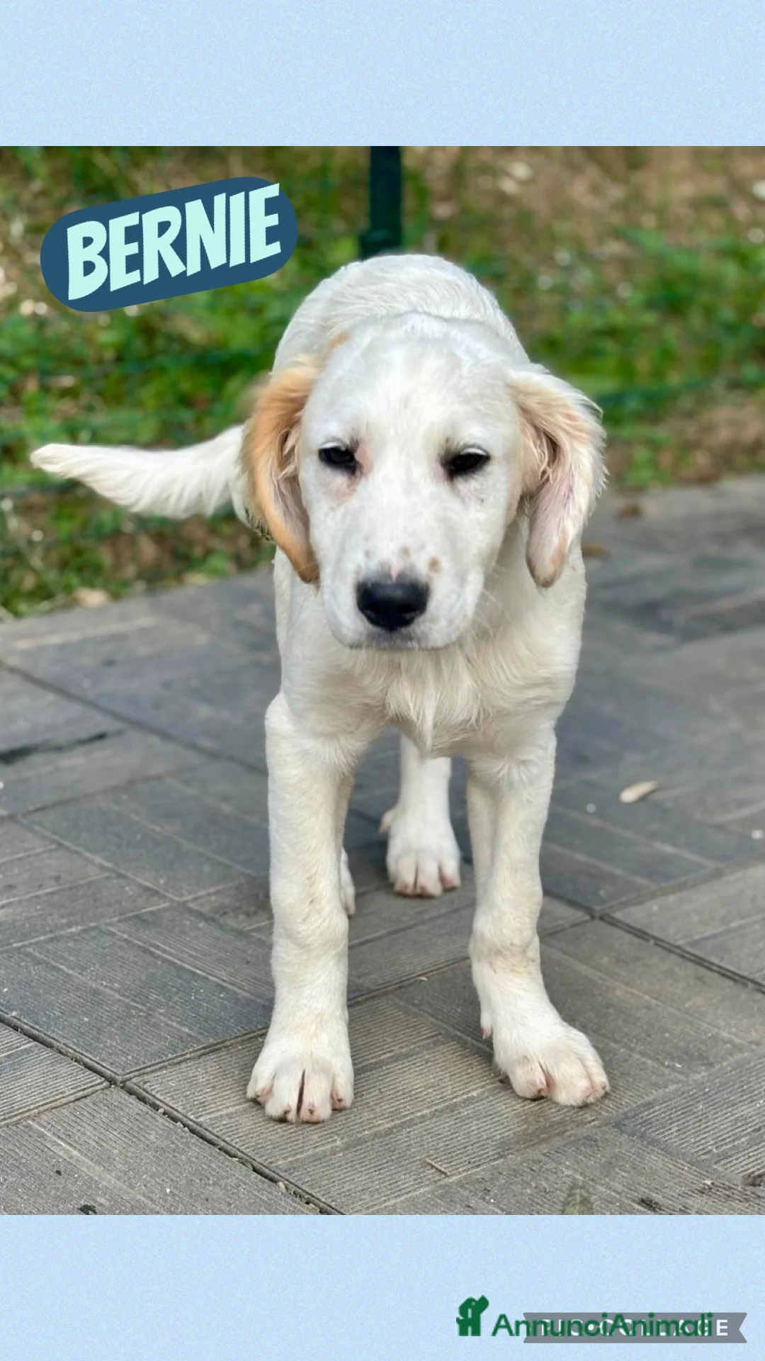 Meticcio cani in regalo: Bernie a Provincia di Savona - Annuncio 1