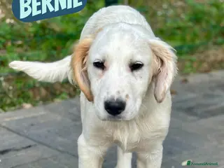 Meticcio cani Bernie - Annuncio 17