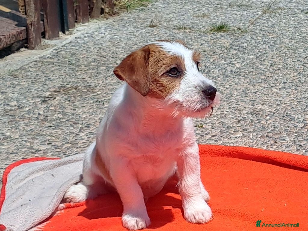Jack Russell cani Cuccioli Jack Russell ruvido - Annuncio 2