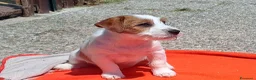 Jack Russell cani in vendita: Cuccioli Jack Russell ruvido - Annuncio 2