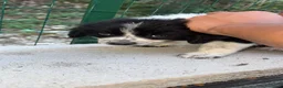 Meticcio cani in regalo: 3 mesi, 1 maschio e 2 femmine dolcissimi - Annuncio 7