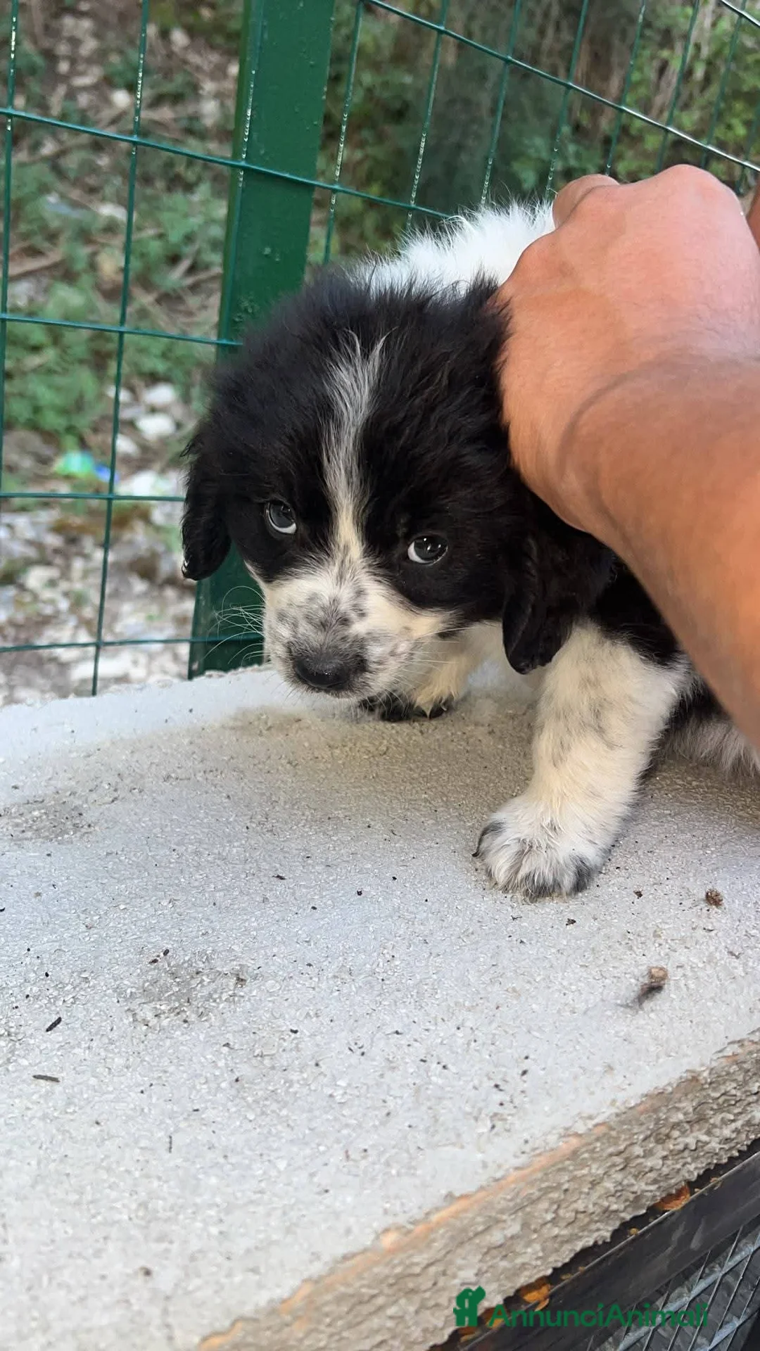 Meticcio cani in regalo: 3 mesi, 1 maschio e 2 femmine dolcissimi - Annuncio 7