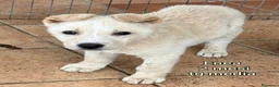 Meticcio cani in regalo: CUCCIOLI ESCLUSI E SOLI!!! a Città Metropolitana di Genova - Annuncio 4