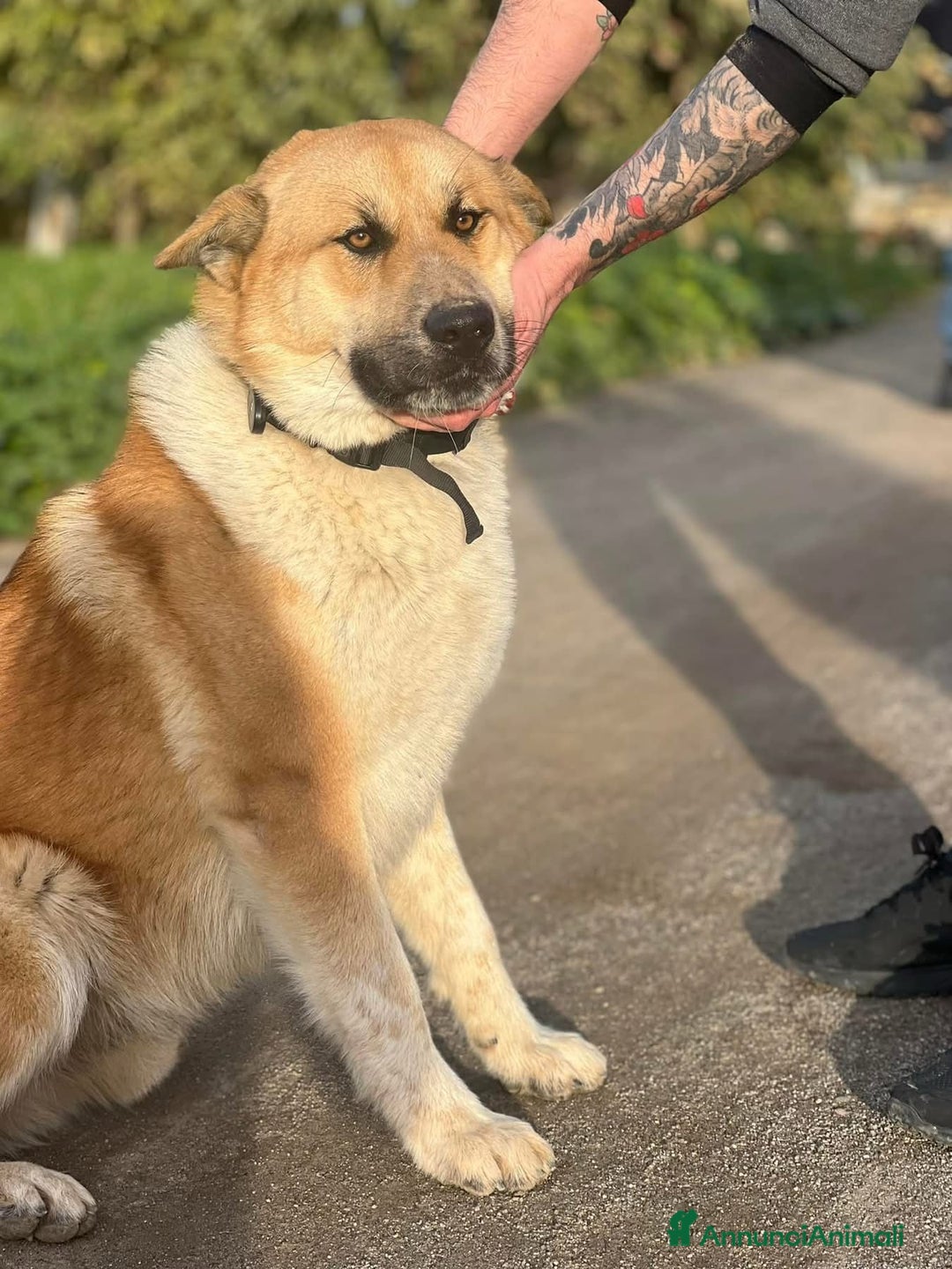 Meticcio cani in regalo: Yoshi adora la presenza degli umani a Città Metropolitana di Milano - Annuncio 9