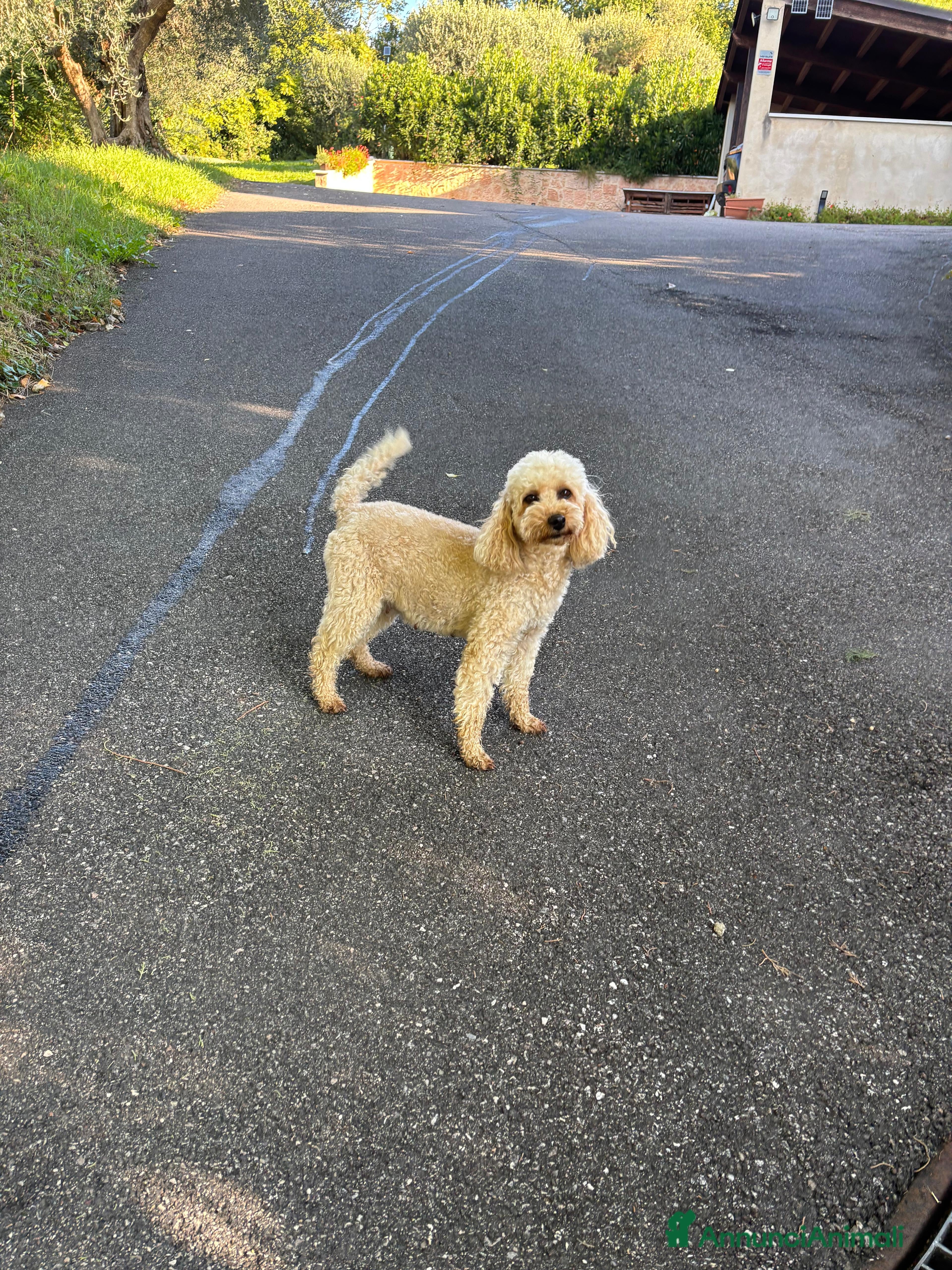 Barboncino cani Disponibili Cuccioli di Barboncino Nano  - Annuncio 7