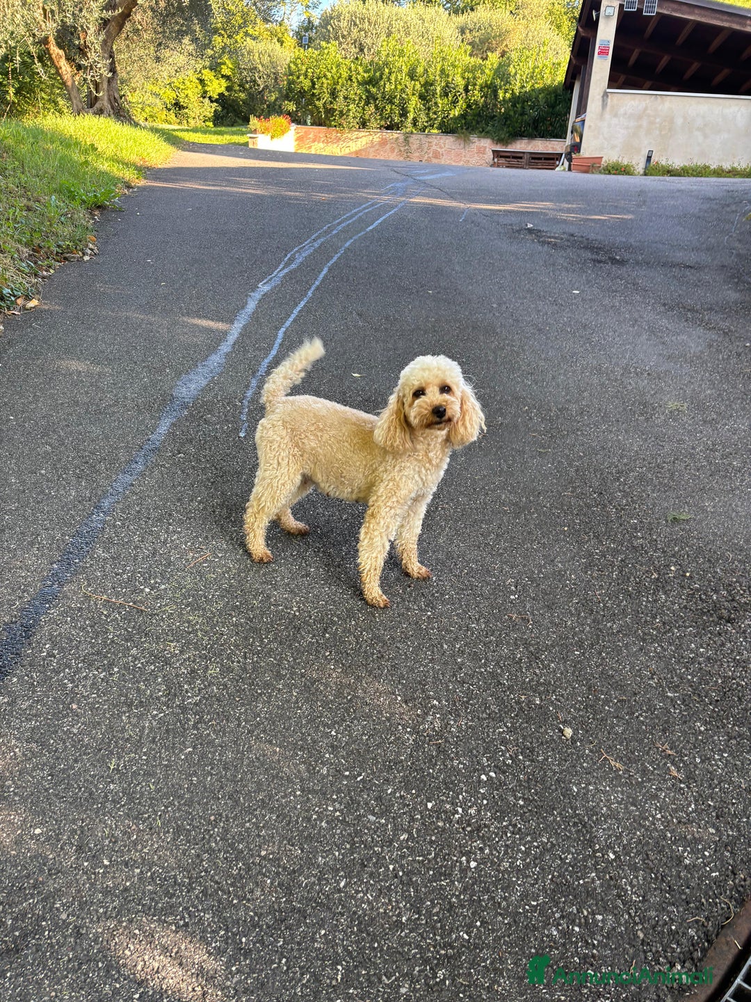 Barboncino cani in vendita: Disponibili Cuccioli di Barboncino Nano  - Annuncio 1