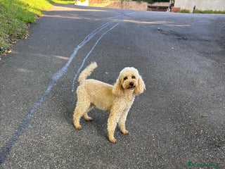 Barboncino cani Disponibili Cuccioli di Barboncino Nano - Annuncio 27