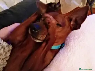 Meticcio cani NITO piccolo nonnino rimasto solo! - Annuncio 19