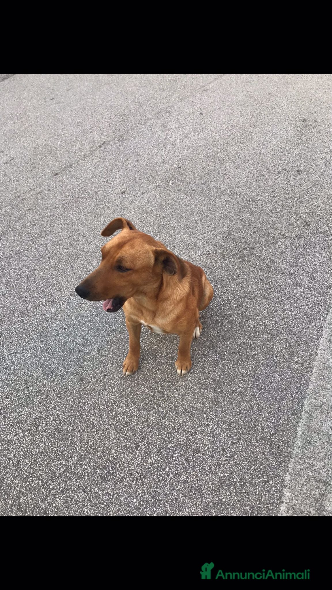 Meticcio cani Birillo taglia piccola 3/4 anni - Annuncio 2