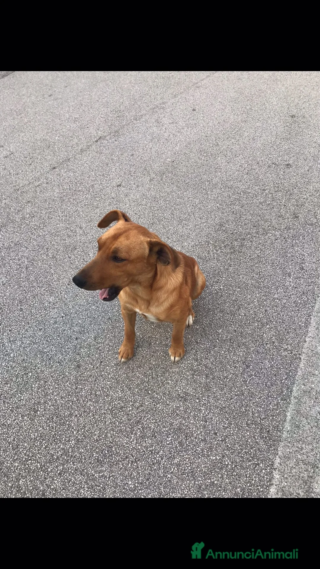 Meticcio cani in regalo: Birillo taglia piccola 3/4 anni - Annuncio 2