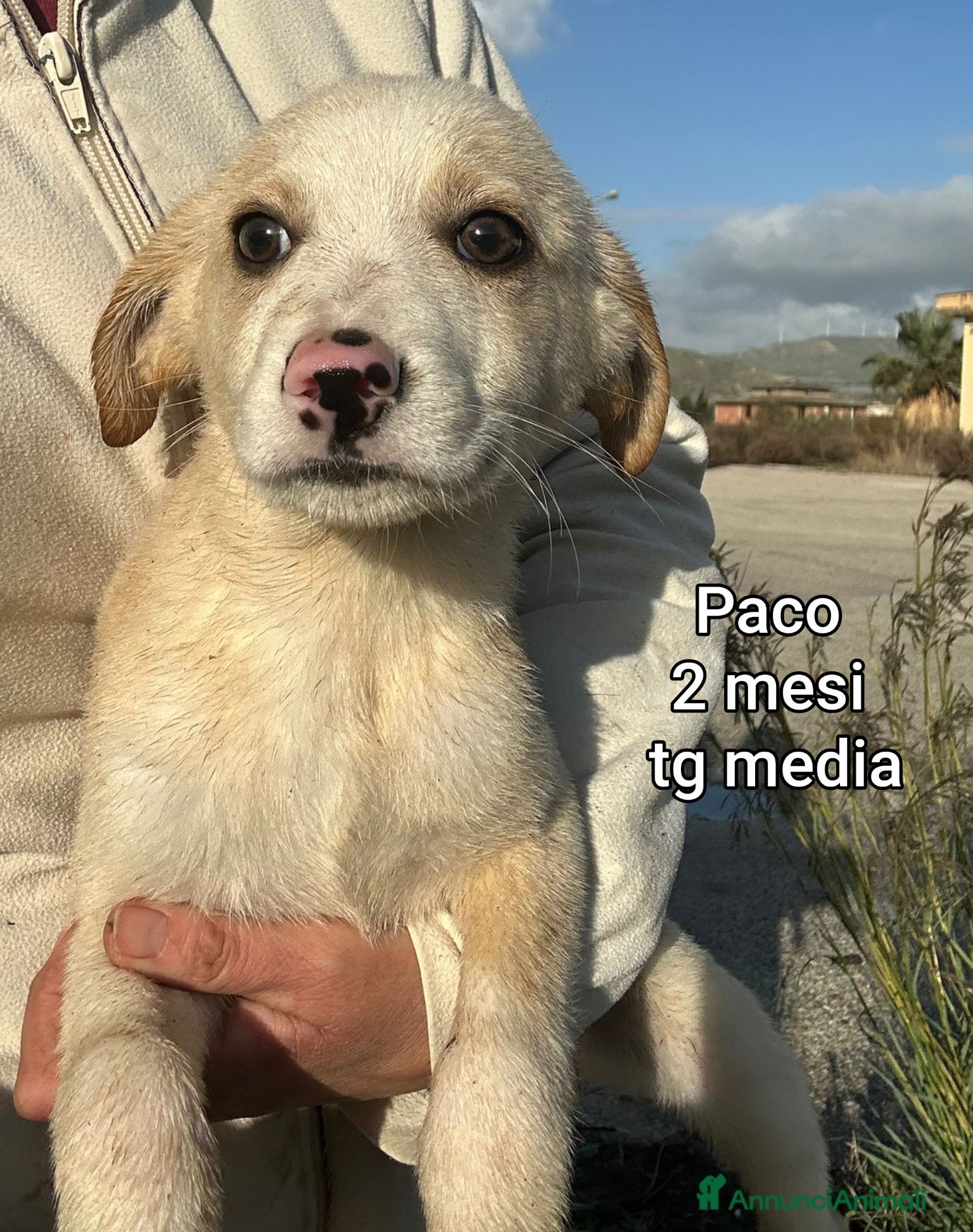 Meticcio cani CUCCIOLI BISOGNOSI IN CERCA D'AMORE  - Annuncio 2