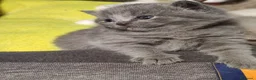 British gatti in vendita: British shorthair  - Annuncio 6