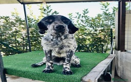 Setter Inglese cani in regalo: Setter inglese 2 anni buonissimo  - Immagine 1