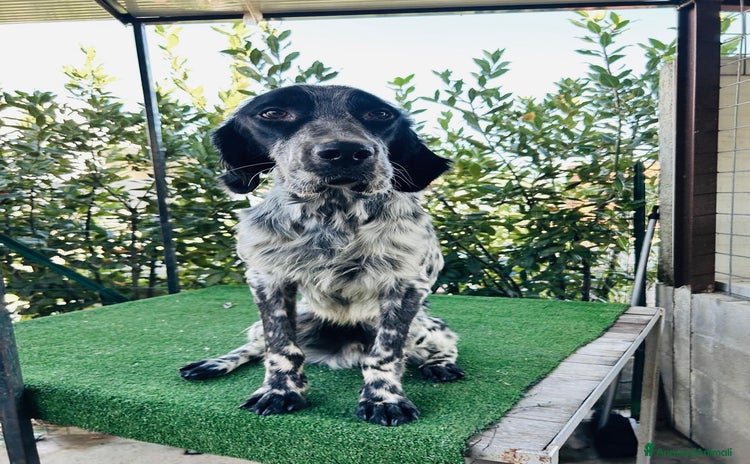 Setter Inglese cani Setter inglese 2 anni buonissimo  - Annuncio 4