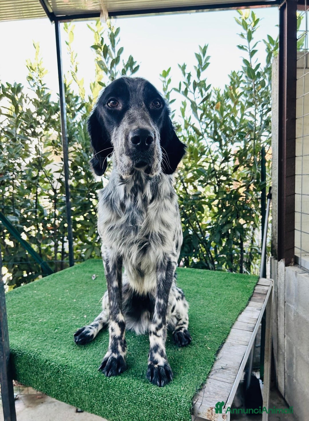 Setter Inglese cani in regalo: Setter inglese 2 anni buonissimo  - Immagine 1