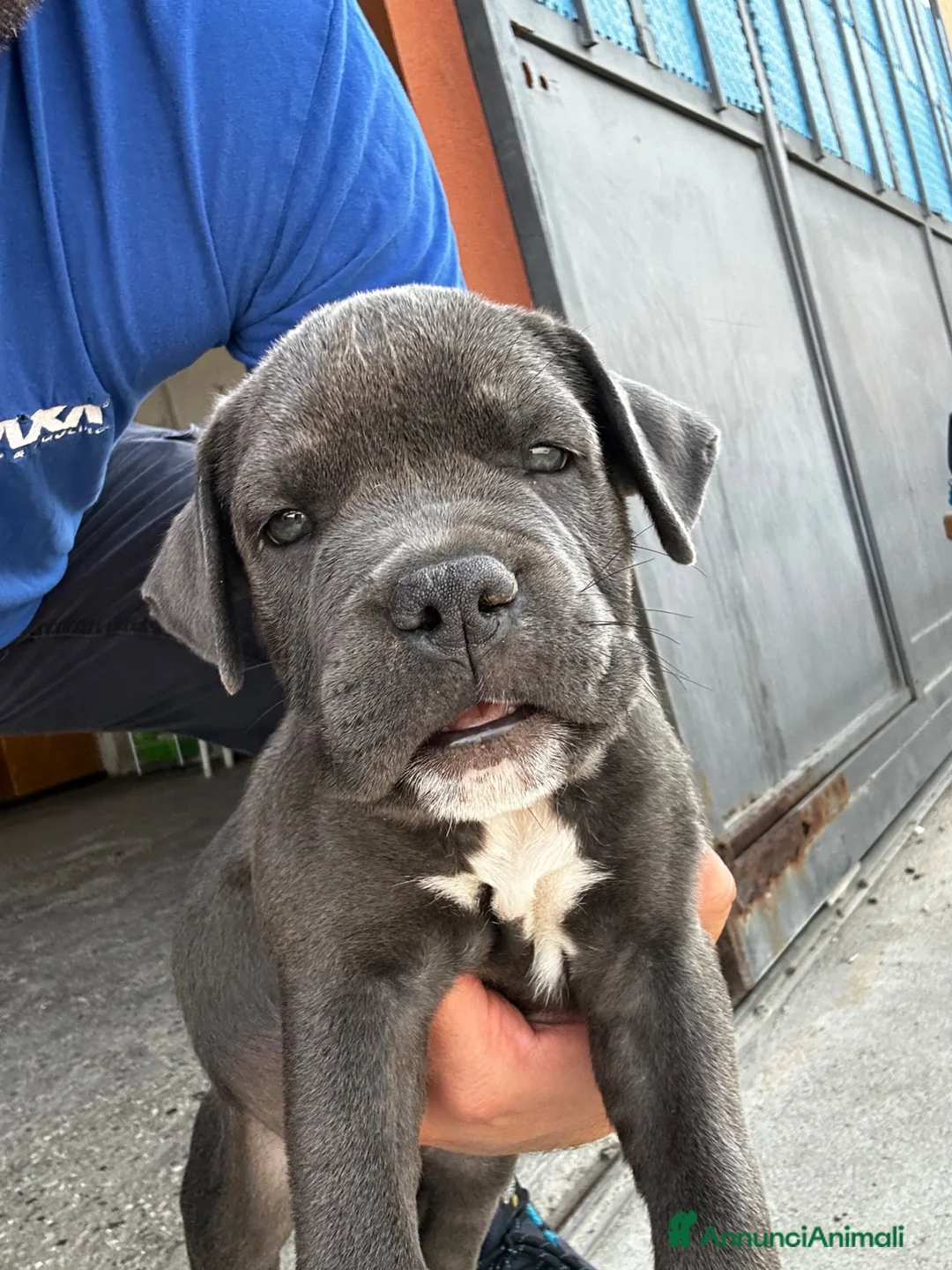 American Staffordshire cani in vendita: Ultimi 2 maschietti  a Provincia di Verona - Annuncio 2